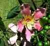  Fa. BOMBACACEAE, Bonsai de caudex muy apreciado, Brasil, Argentina. El cambio de nombre cient&iacute;fico de esta especie, de Chorisia speciosa por el de Ceiba speciosa. Caudex Palo Borracho (caudiiforms)