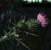 http://www.botanical-online.com/