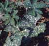 http://www.botanical-online.com/