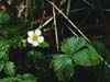 http://www.botanical-online.com/