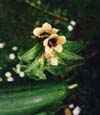 Bele&ntilde;o, Atropina, hioscilamina, toxica