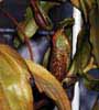 planta carnivora