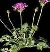 150 especies del Genero Pelargonium