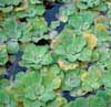 Planta acuatica