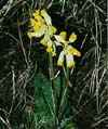 http://www.botanical-online.com/