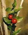 http://www.botanical-online.com/