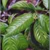 Salvia de los adivinos, Chamanica