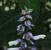hibrido no reproducible por semilla, desconocido de salvia y ? &iquest;