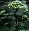http://www.botanical-online.com/