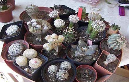 Cuentame sobre plantas y sus cualidades. Linneo clasific&oacute; los seres vivos segun sus semejanzas morfologicas, establecio el sistema de Nomenclatura actual. El texto es resultado del estudio, la recopilacion de intensas busquedas, intuiciones confirmadas de nuevos descubrimientos...