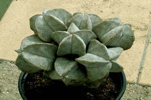 Astrophytum myriostigma que se ca&iacute;a constantemente, fue decapitado hace 5 a�os, tiene 20 a�os. Le salieron 20 clones por la superficie del corte (por vasos cicatriz), ahora tiene 11 clones de 6 cms y 7 hijos...