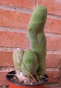 As&iacute; se puso el San Pedro pene (trichocereus Bridgesii Monstruoso) tras a&ntilde;o y medio, con 6 riegos abonados veraniegos, descuidado en zona muy soleada