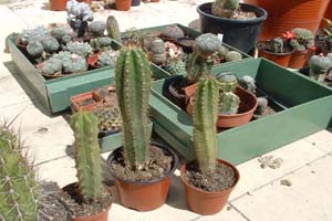 Esquejes enraizados (y patrones aclimatados mas de 10 a�os) de Trichocereus variados (Izda.Bridgesii, y dos Pachanoi diferentes), Patrones para injertos.