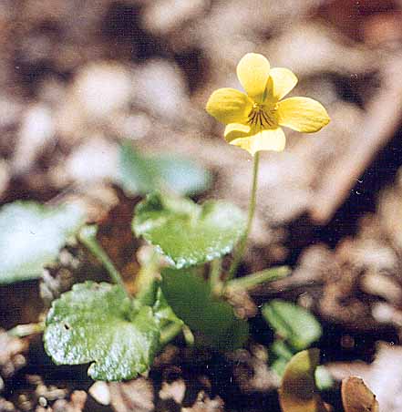Viola maculata Cav.