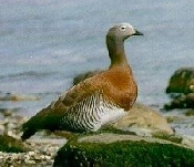 KAUKEN