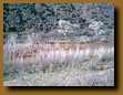 -Click image for full size view-