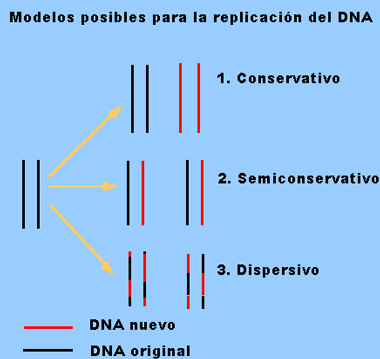 Existen tres posibles modelos para la replicaci�n: Conservativo, semiconservativo y dispersivo.