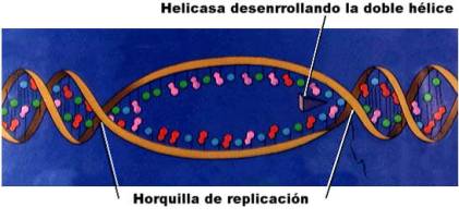El DNA se desenrolla y aparecen las horquillas de replicaci�n. Adaptada de www.emc.maricopa.edu.jpg