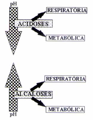 Resultado de imagem para equilibrio acido basico