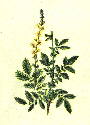 ASTRINGENT, STIMULEAZA CONTRACTIA VEZICII BILIARE