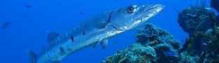 A barracuda