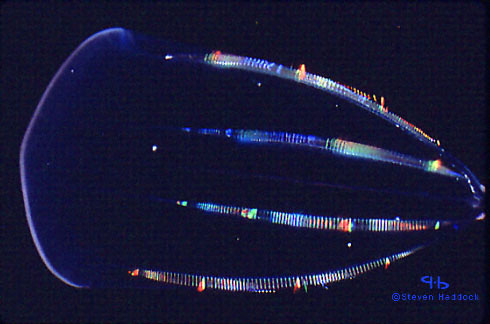 Beroe Forskalii, bioluminescent critter in the 'mid-water' environment