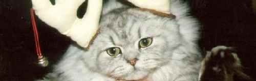 Mr. Fuzzy!  My cat.  He hated this...  He gets the award for putting the hell up with us!