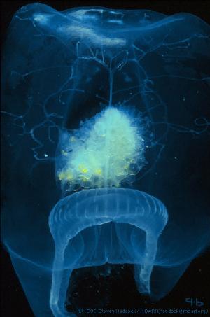 Iskar voodilg maldaga