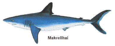 makrellhai