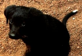 One of my first best-friends... Beau
