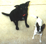 My beautiful pets - Buster & Foxie