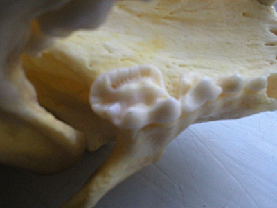 badger molar