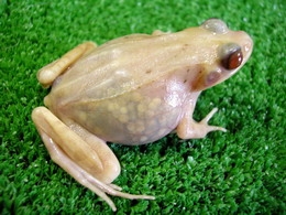 rana transparente