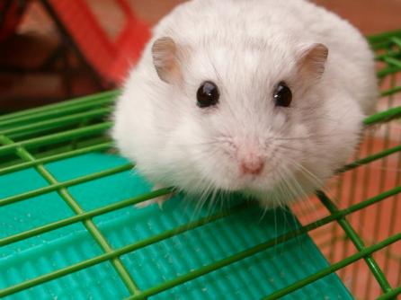 Rat&oacute;n transg&eacute;nico