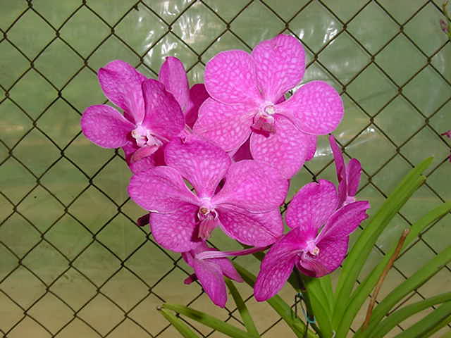 Mika arabian princess