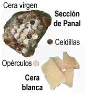 Cera de abeja
