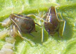 HOMOPTERA: APHIDS, HOPPERS, CICADAS