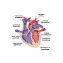 Corazón