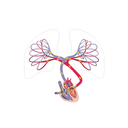 Circulación pulmonar