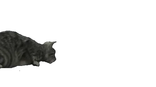Cat playing