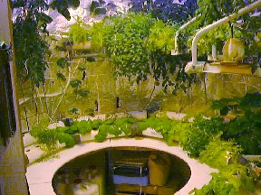 One of 2 Hydroponics tanks