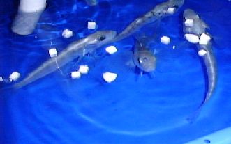 Transparent fish with no red blood cells