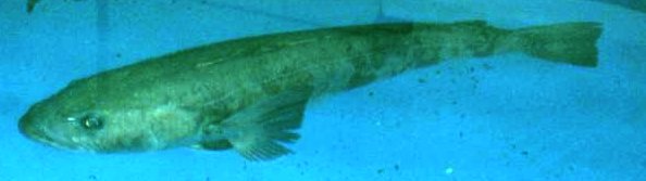 Antarctic Cod. 6 Feet long