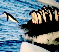 Diving penguin