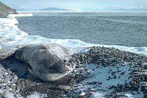 Seal