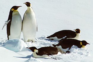 Emperors on bellies and standing