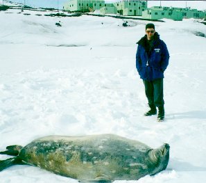 Seal outside Scott Base