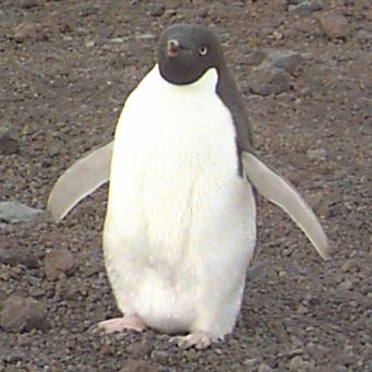 Adelie Penguin