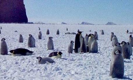 Emporer penguin Rookery