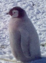 Fuzz Ball, Emperor penguin chick